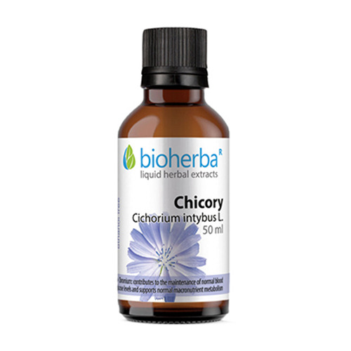 Kιχώριο  - βάμμα