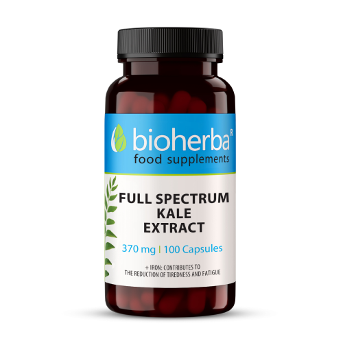 Λαχανίδα (kale)