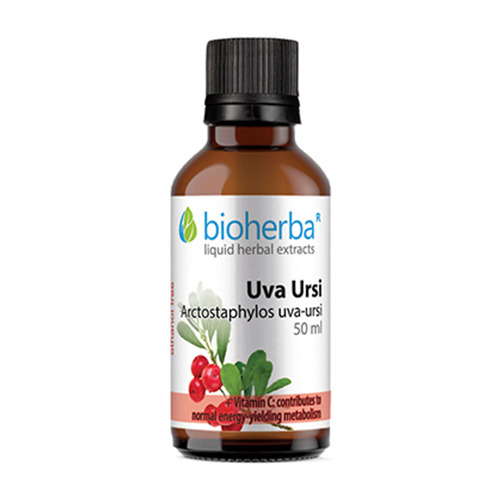 Αρκτοστάφυλος (Uva ursi) - βάμμα.